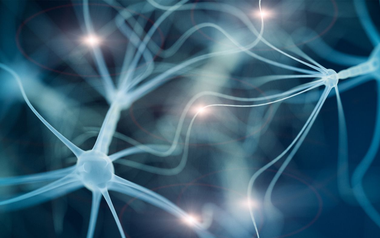 nerves neuron cells